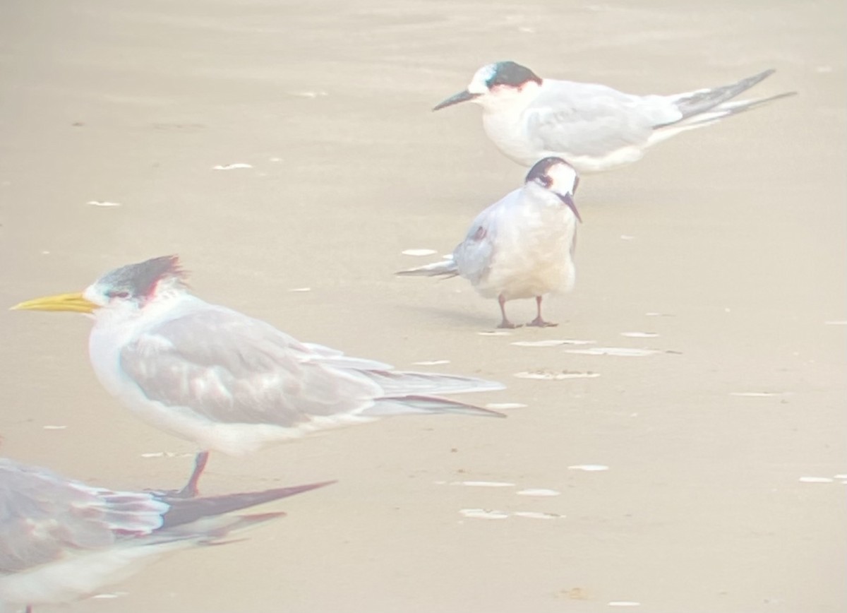 White-fronted Tern - ML607868391