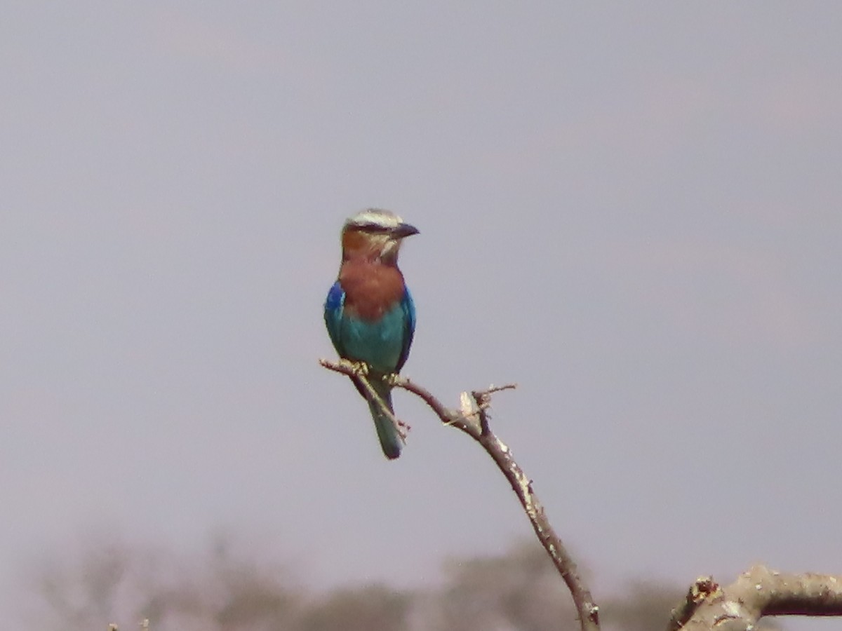 Lilac-breasted Roller - ML607868831