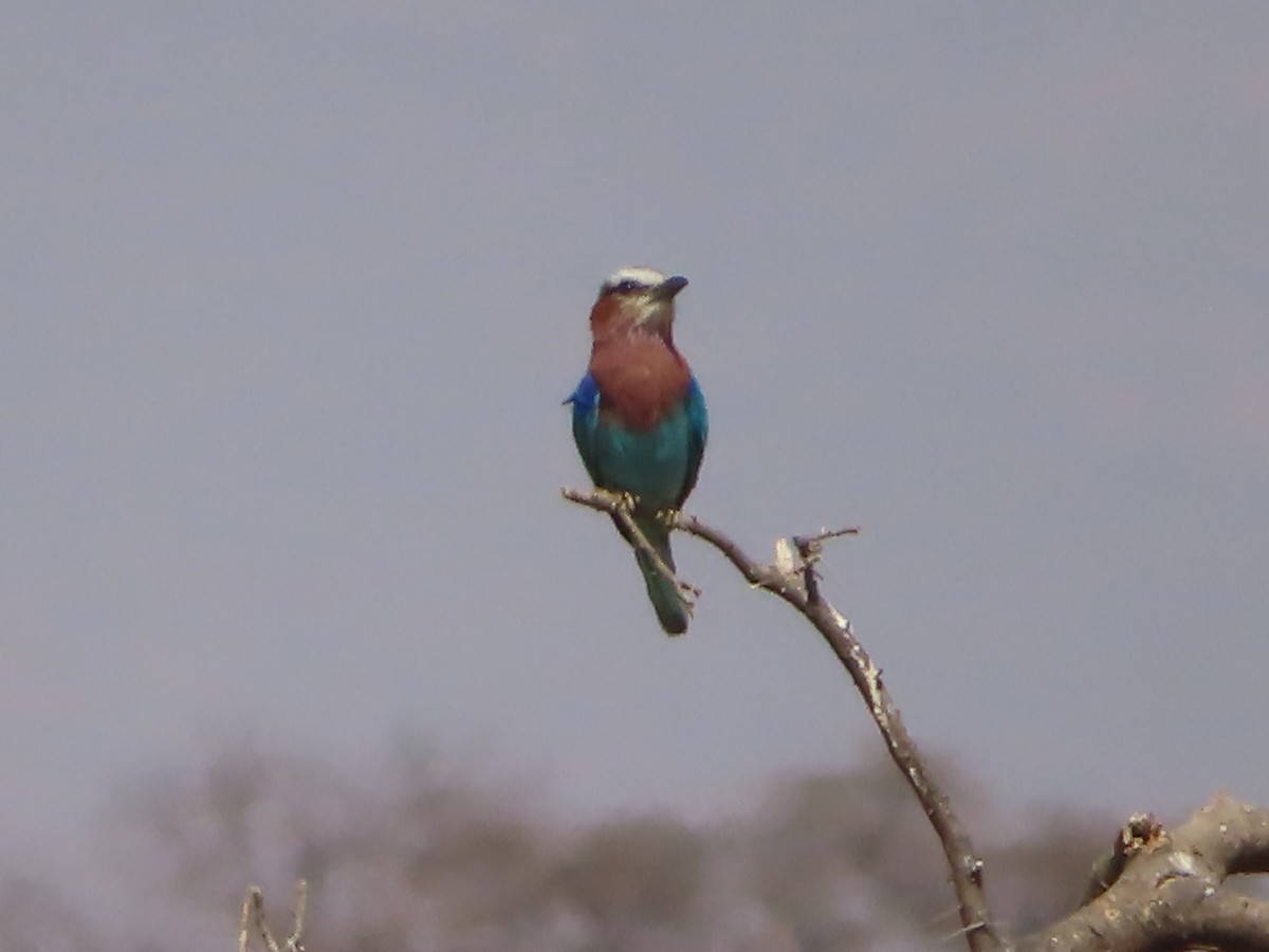 Lilac-breasted Roller - ML607868841