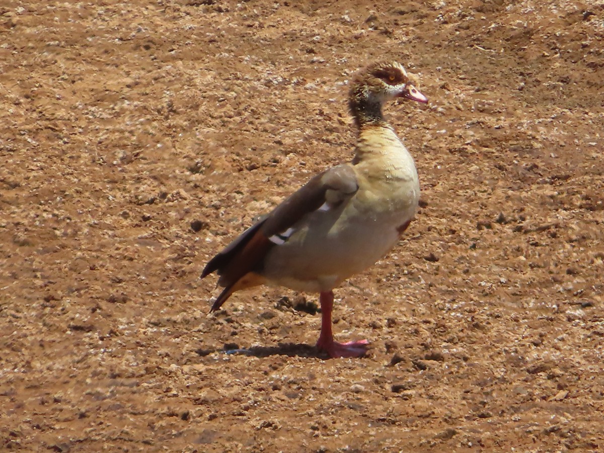 Egyptian Goose - ML607869381