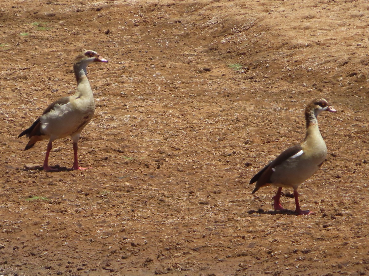 Egyptian Goose - ML607869391