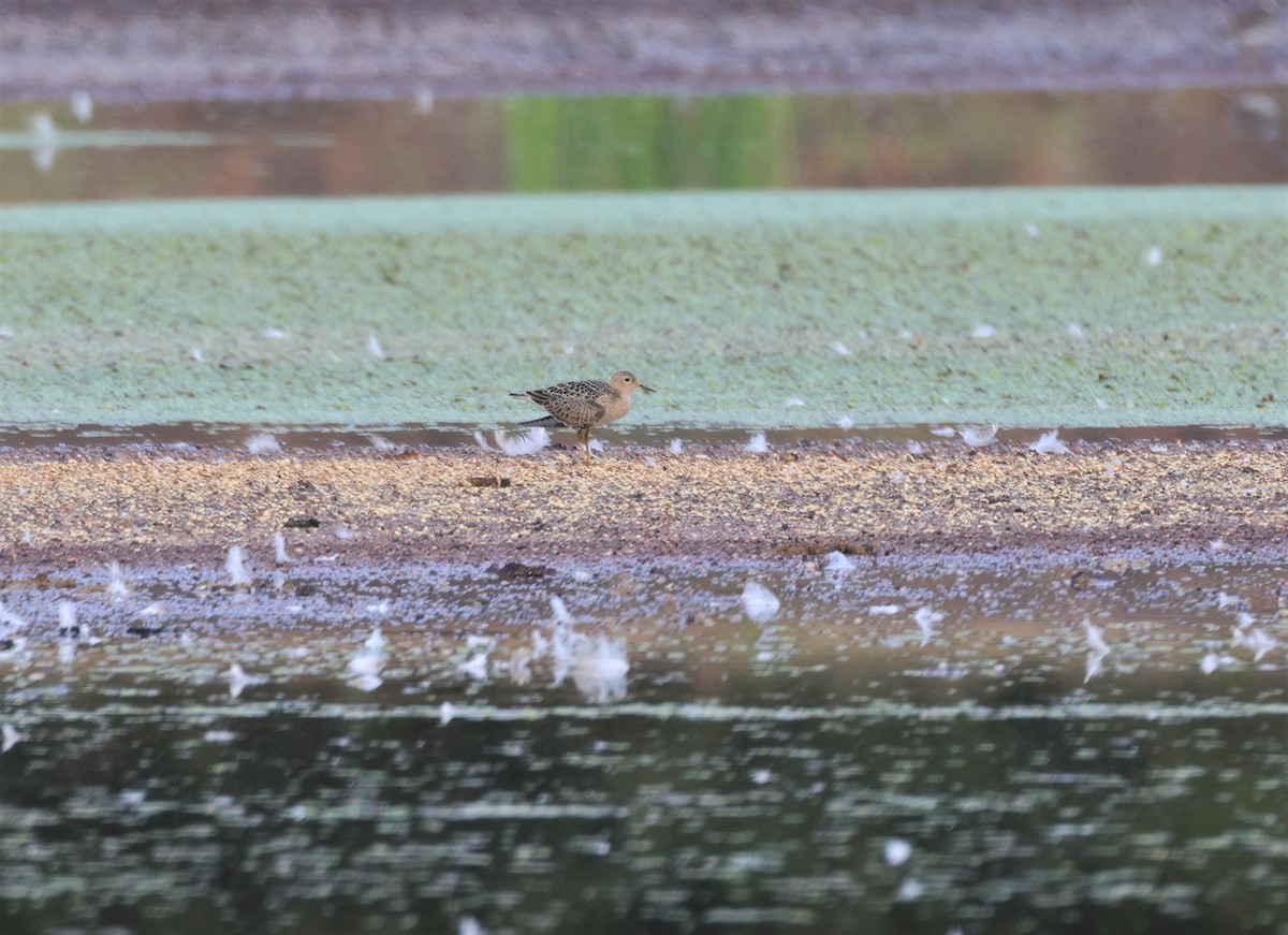 Buff-breasted Sandpiper - ML607869411