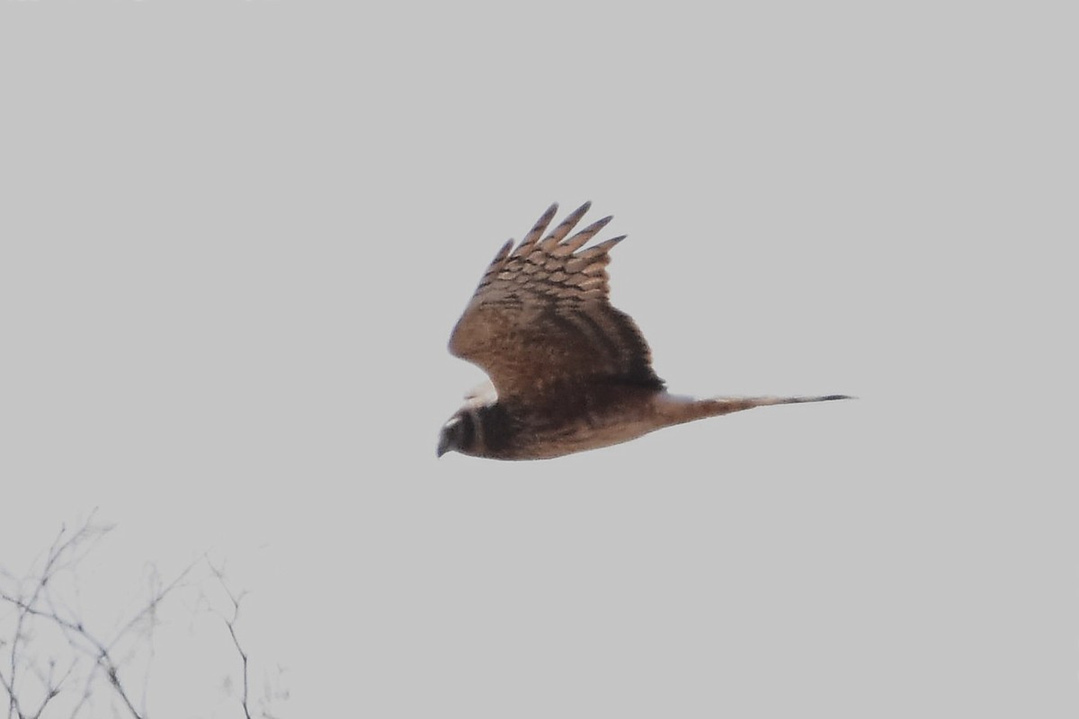 Cinereous Harrier - ML607871511