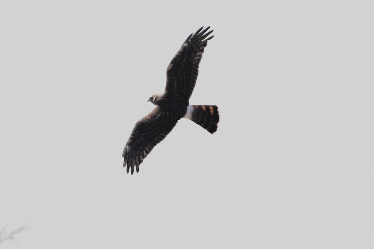 Cinereous Harrier - ML607871521