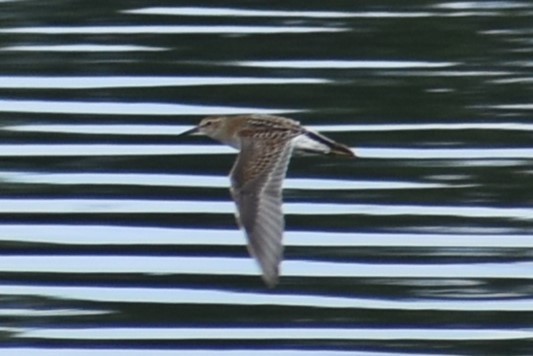 Pectoral Sandpiper - Logan  Brunner