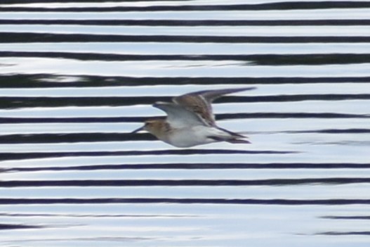 Pectoral Sandpiper - Logan  Brunner