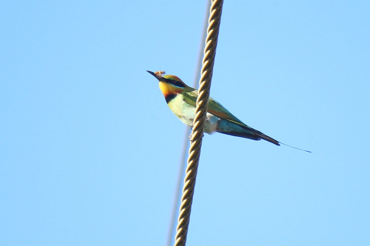 Rainbow Bee-eater - ML607872651