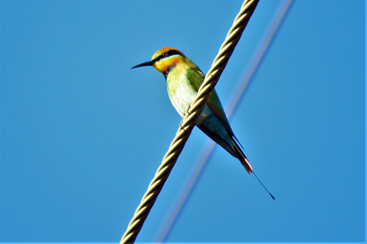 Rainbow Bee-eater - ML607872661