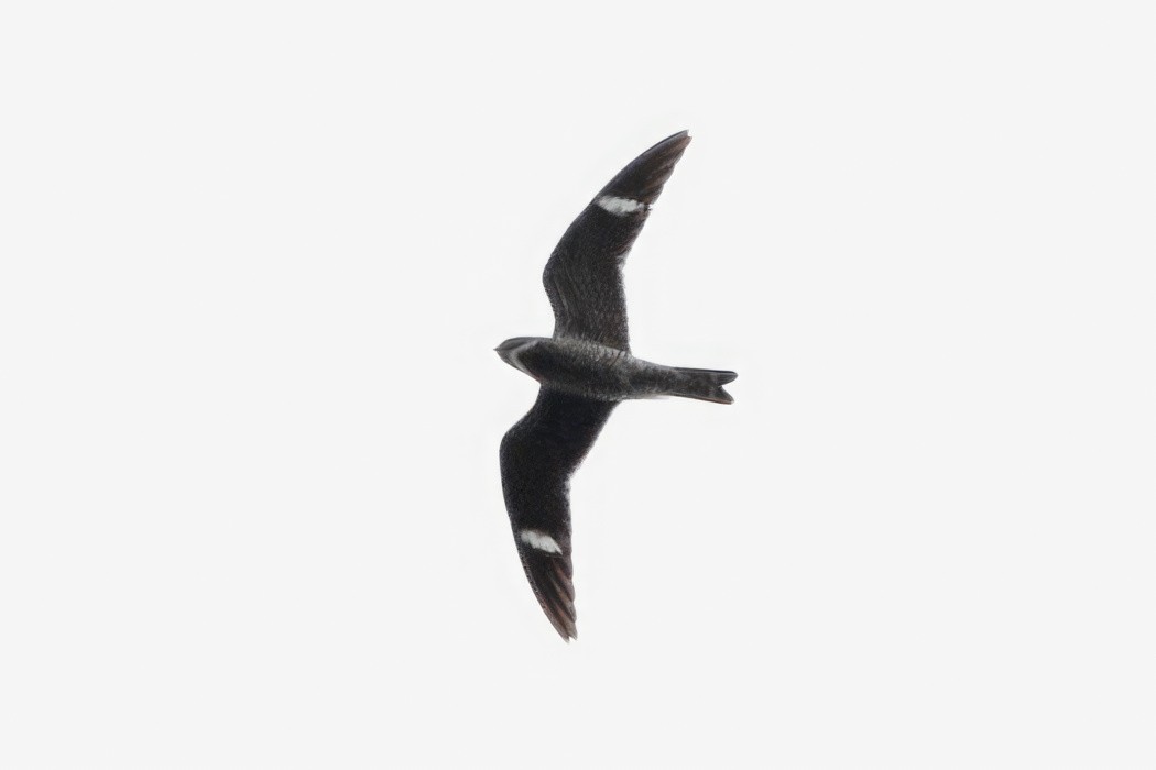 Common Nighthawk - ML607873151