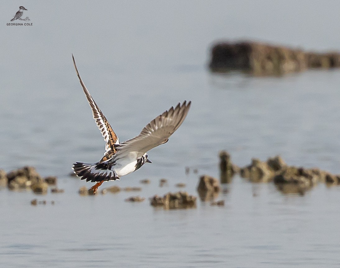 Ruddy Turnstone - Georgina Cole