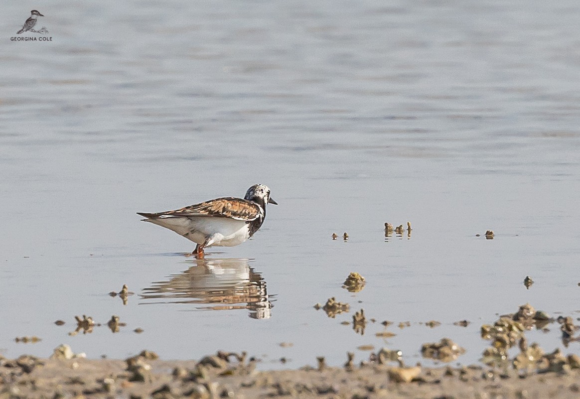 Ruddy Turnstone - Georgina Cole