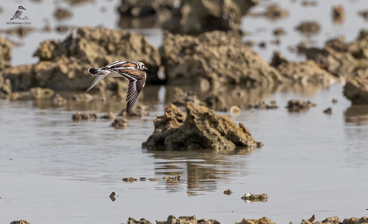 Ruddy Turnstone - ML607874061