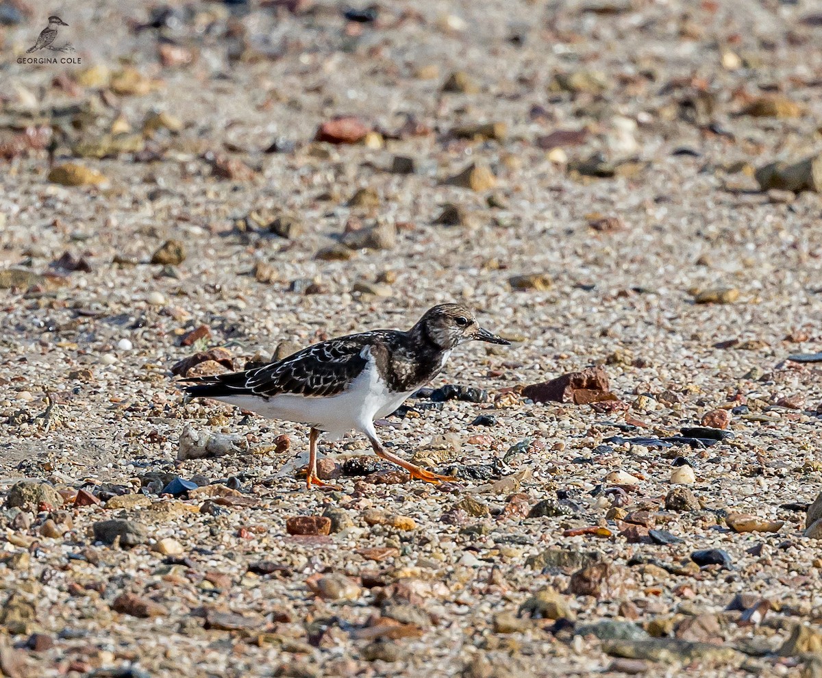 Ruddy Turnstone - Georgina Cole