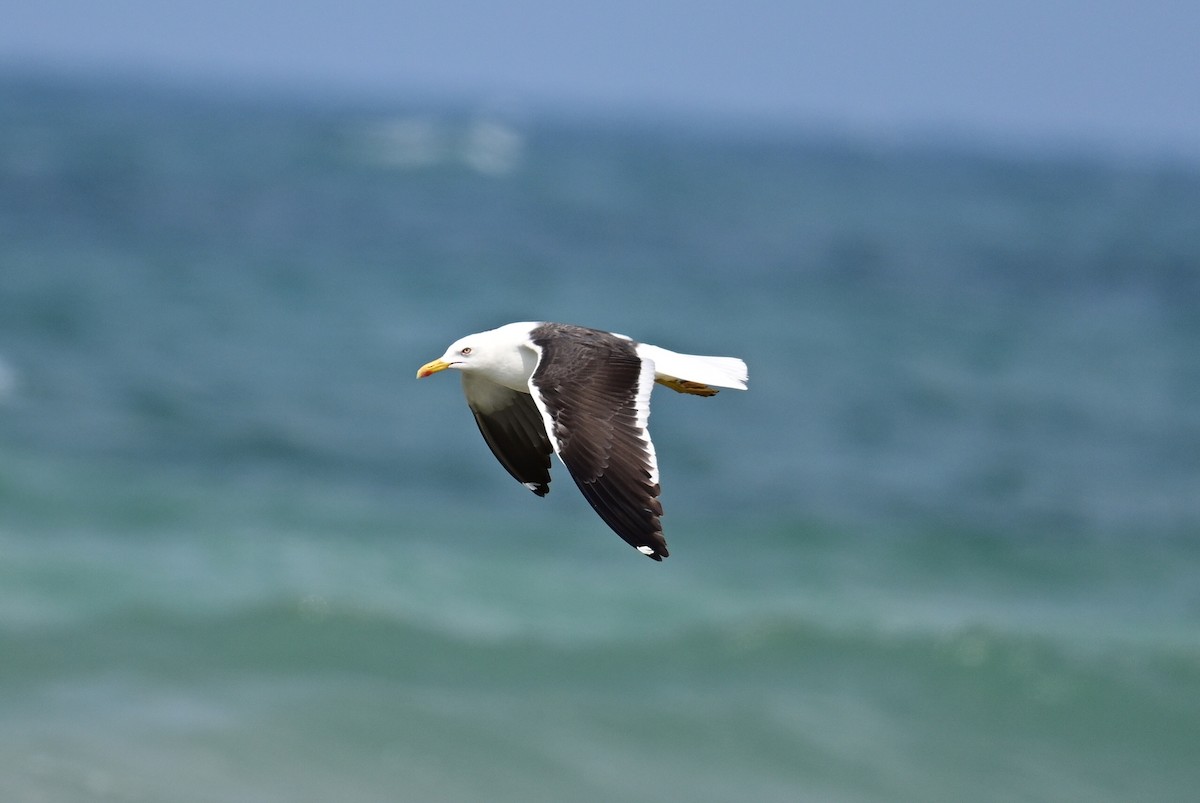 Lesser Black-backed Gull (fuscus) - Uriel Levy