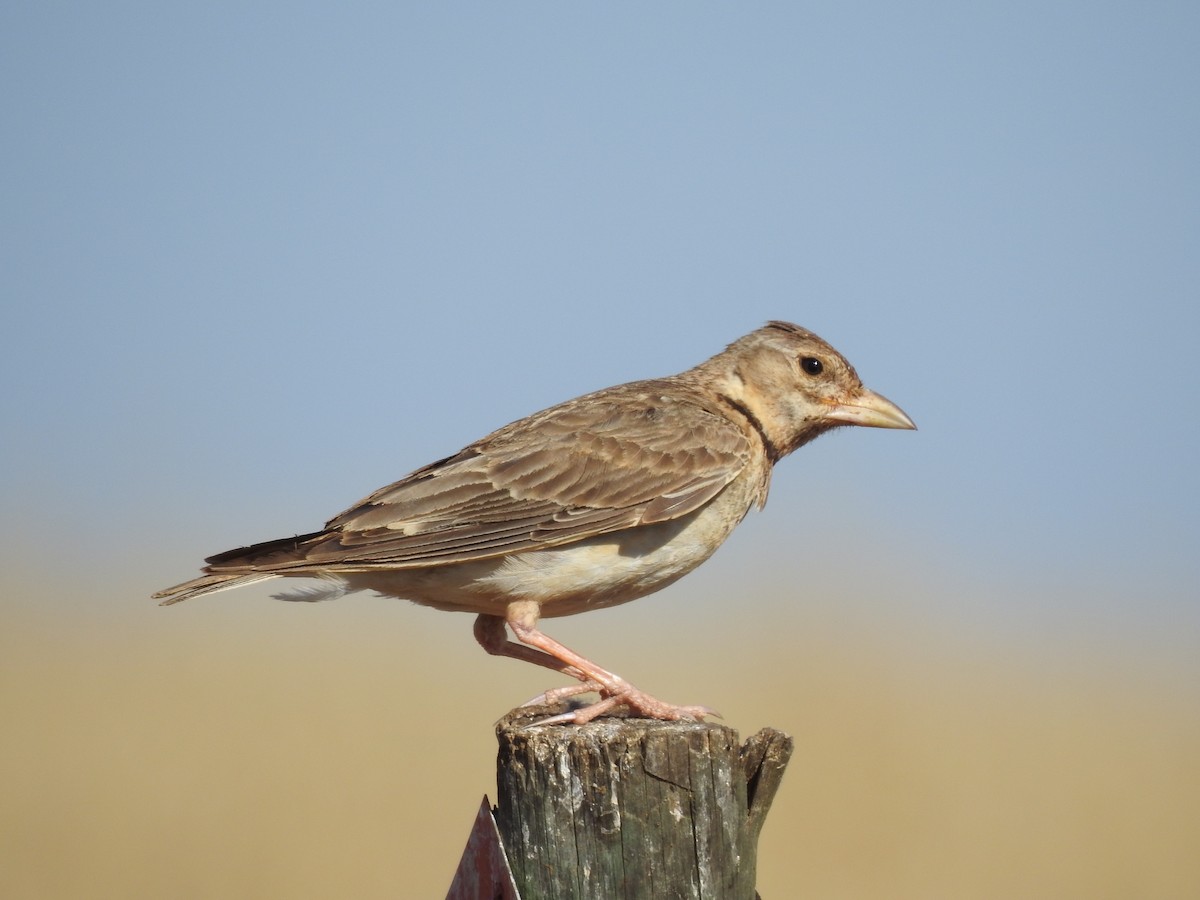 Calandra Lark - Teresa Cohen