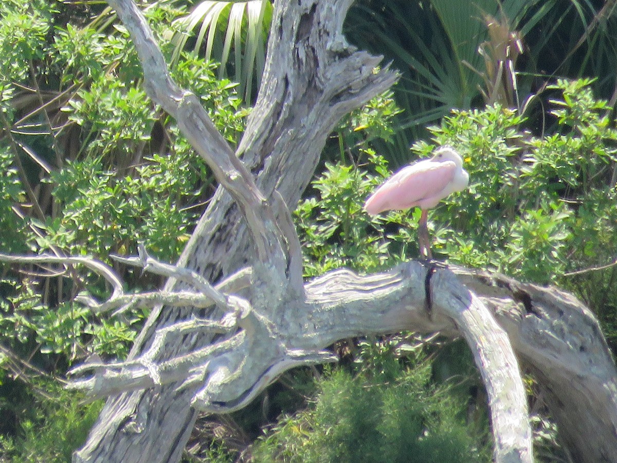 Roseate Spoonbill - ML607875241