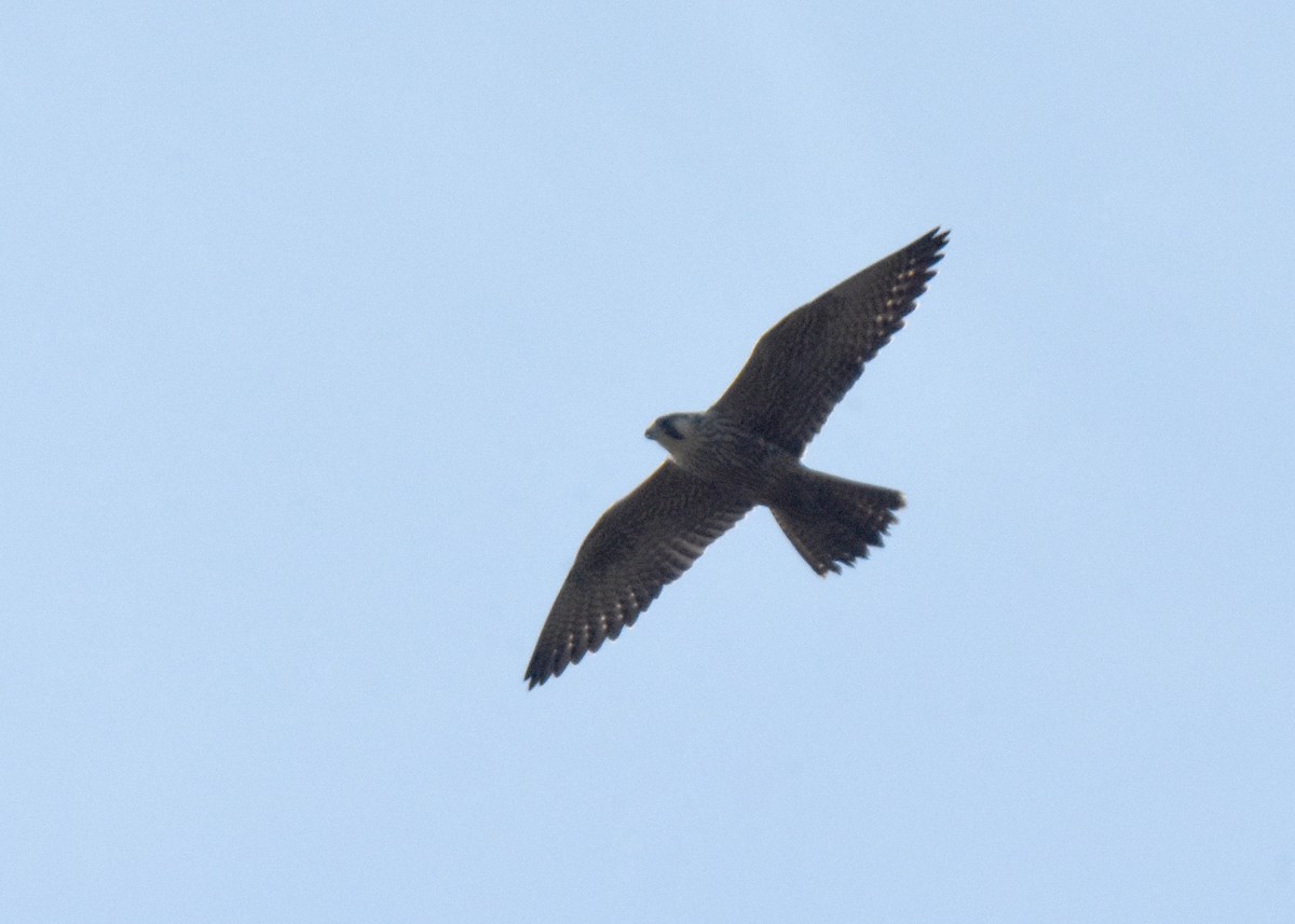 Peregrine Falcon - Stephen Kerr