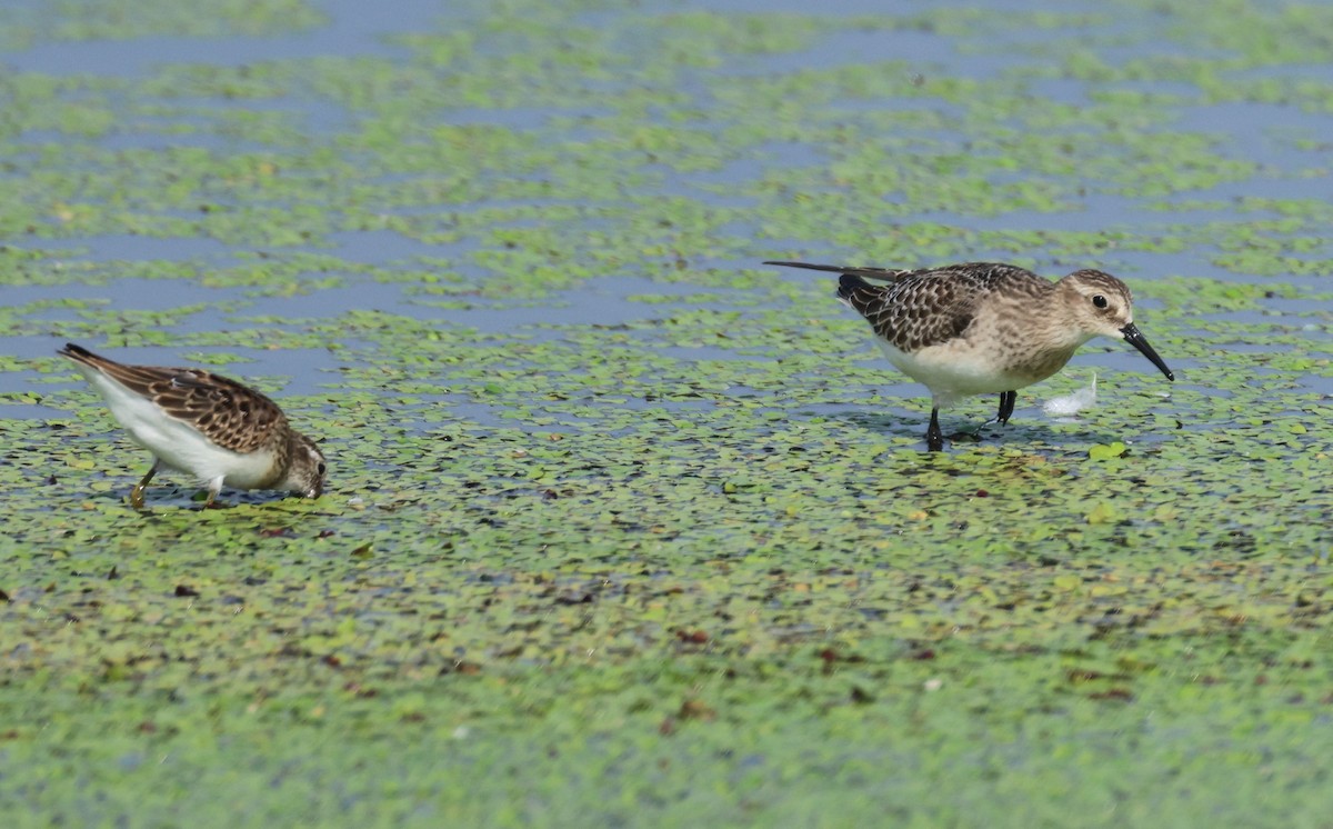 Least Sandpiper - ML607875821