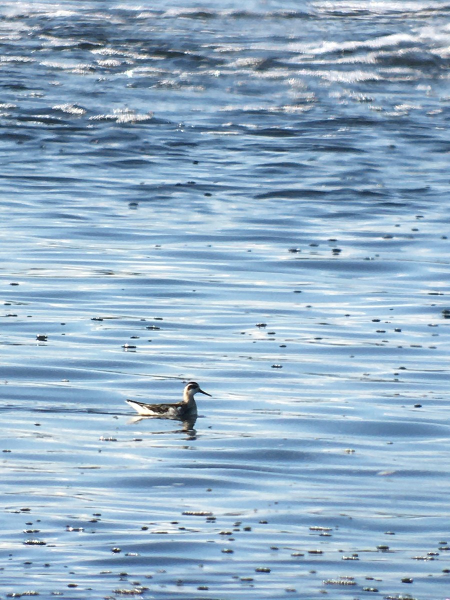 Red-necked Phalarope - Bruno Drolet