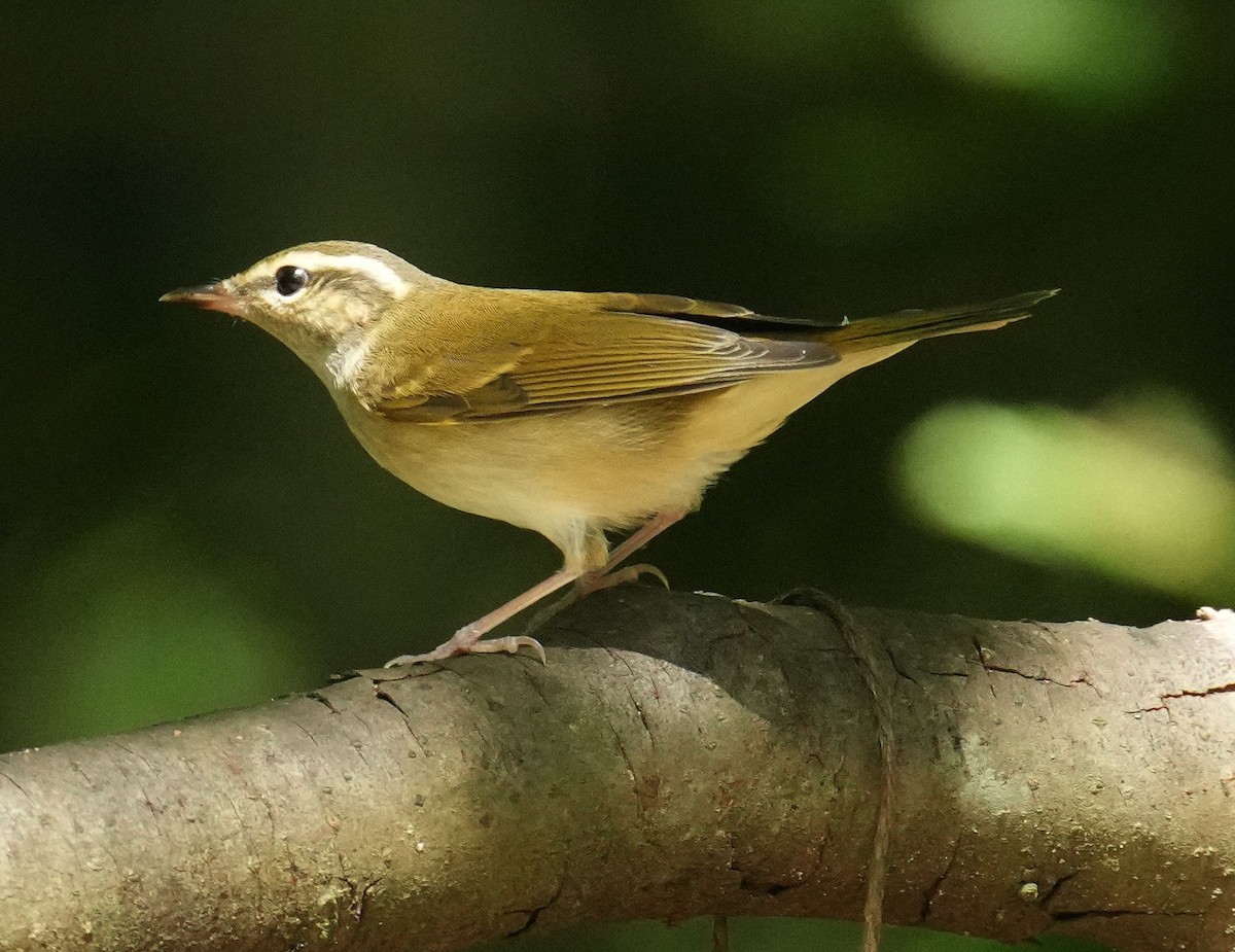 Sakhalin Leaf Warbler - ML607876031