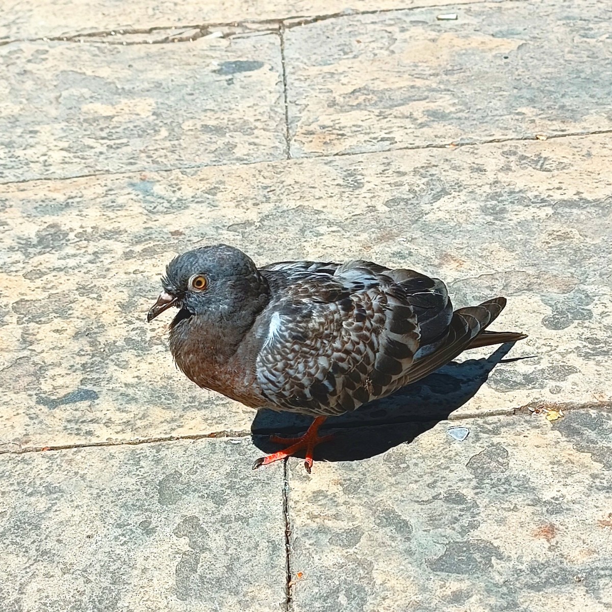 Rock Pigeon (Feral Pigeon) - ML607876301