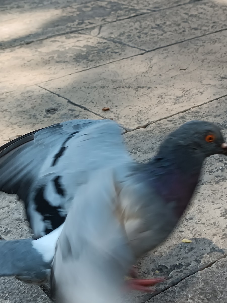 Rock Pigeon (Feral Pigeon) - ML607876311