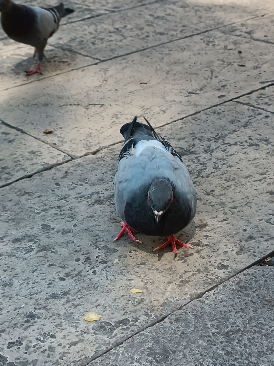 Rock Pigeon (Feral Pigeon) - ML607876321
