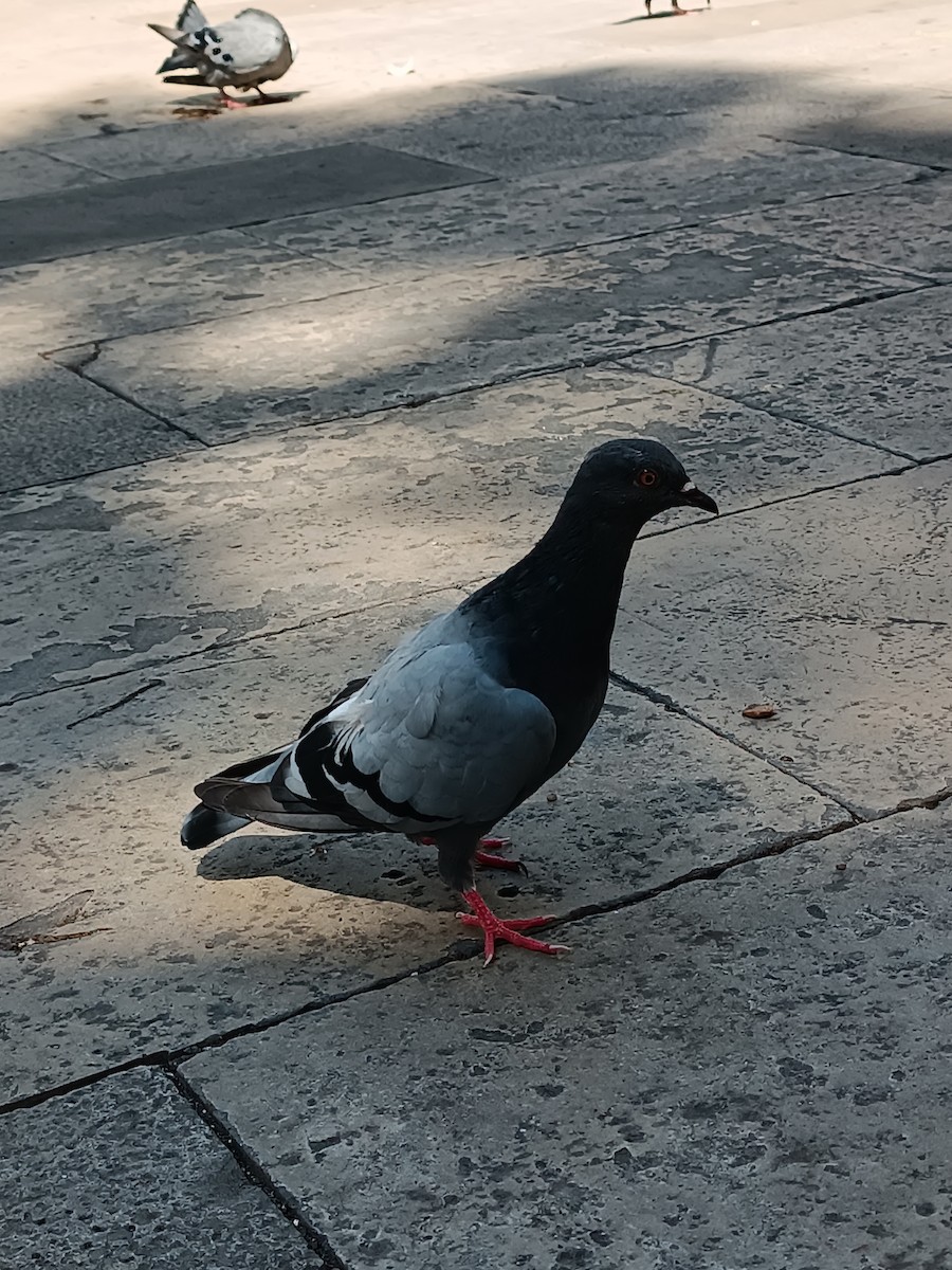 Rock Pigeon (Feral Pigeon) - ML607876331