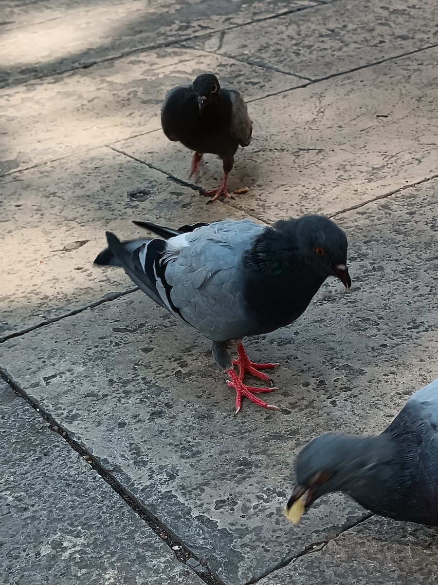 Rock Pigeon (Feral Pigeon) - ML607876341