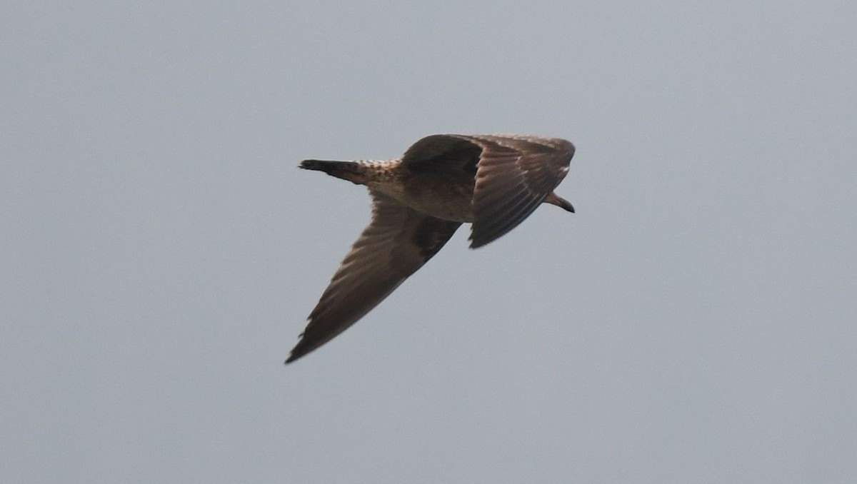 Gaviota Californiana - ML607877331