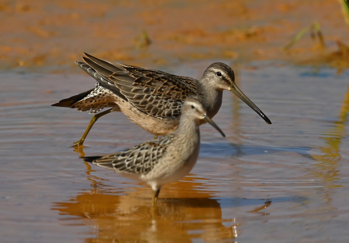 Long-billed Dowitcher - ML607877381