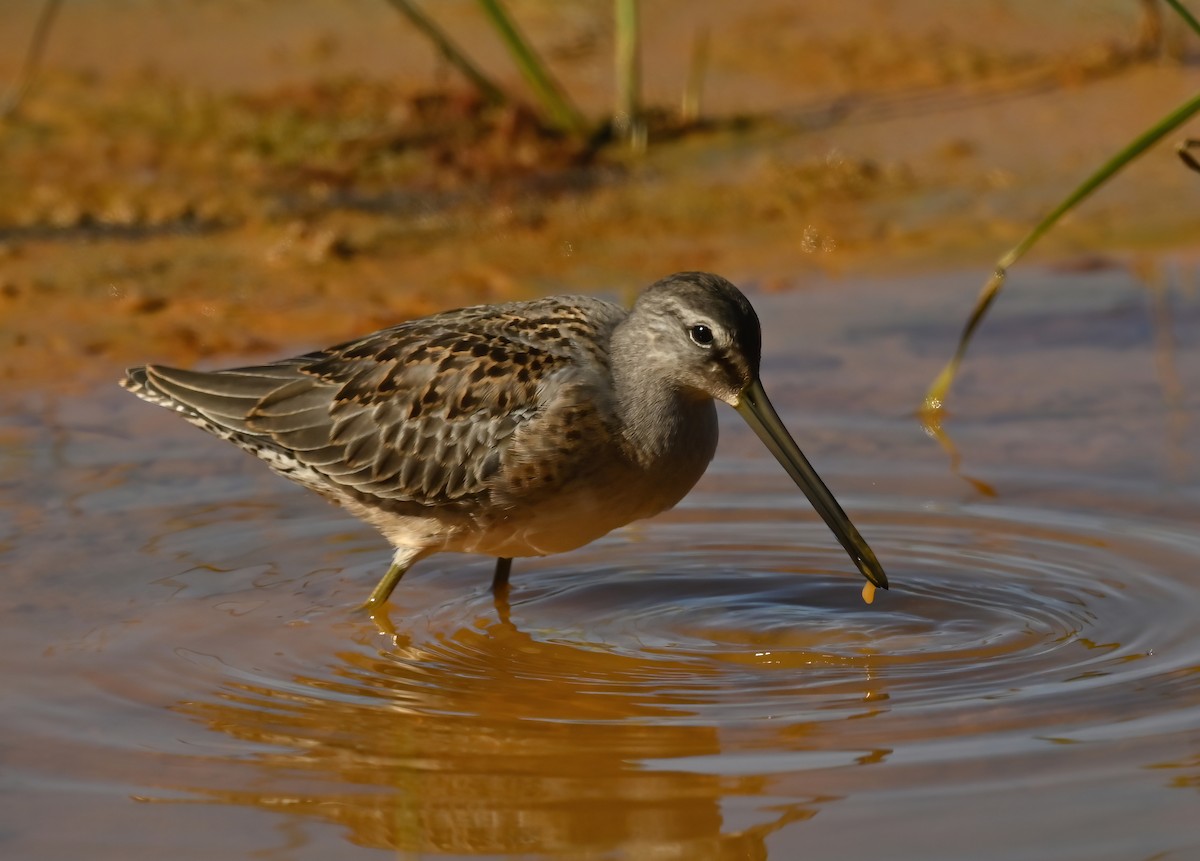 Long-billed Dowitcher - ML607877401
