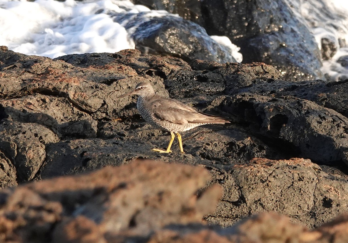 Wandering Tattler - ML607878151