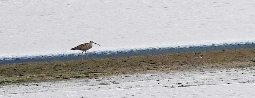 Long-billed Curlew - ML607878271