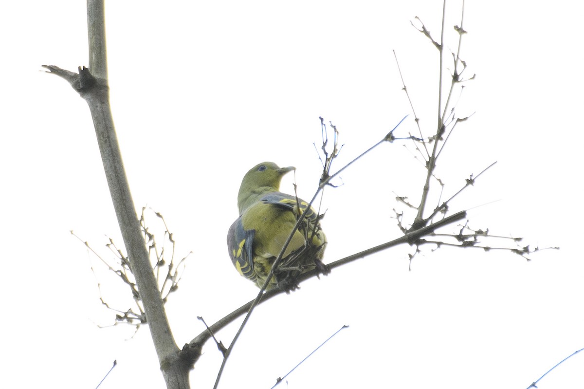 Gray-fronted Green-Pigeon - ML607878331
