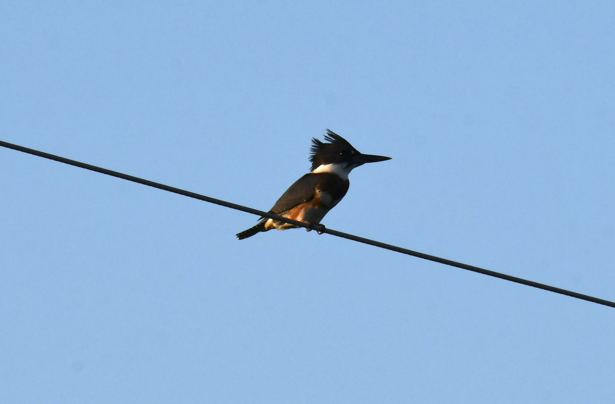 Belted Kingfisher - ML607878501