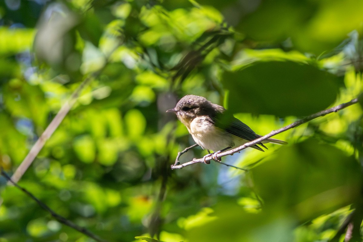 Philadelphia Vireo - Sleiman Shakkour