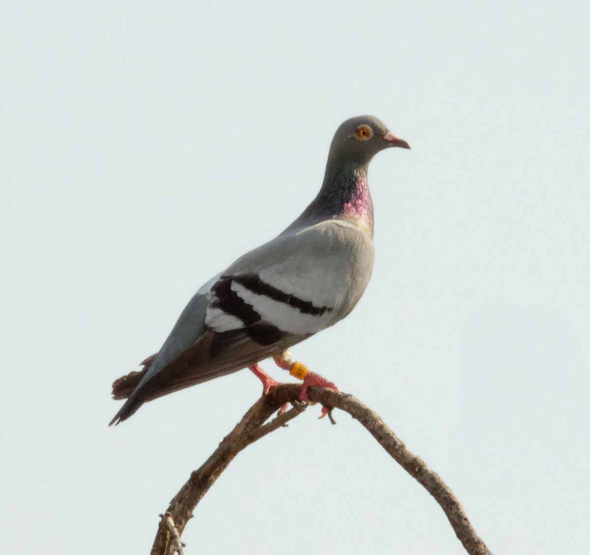 Rock Pigeon (Feral Pigeon) - ML607882971