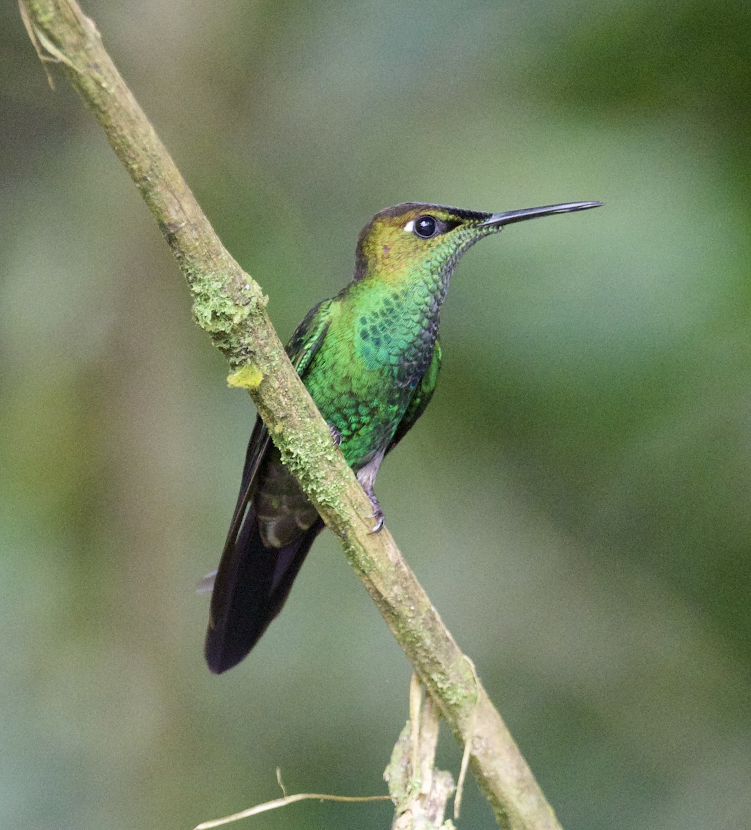 Violet-fronted Brilliant - Yve Morrell