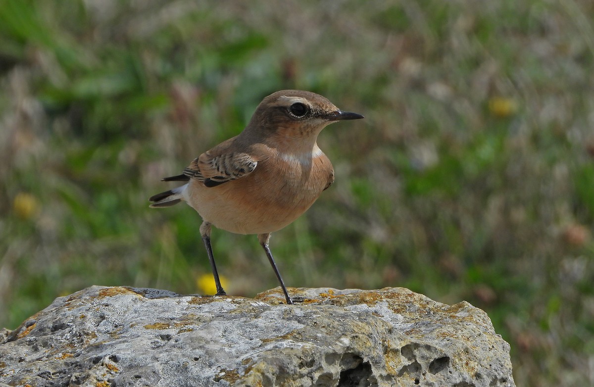 Northern Wheatear - ML607884011