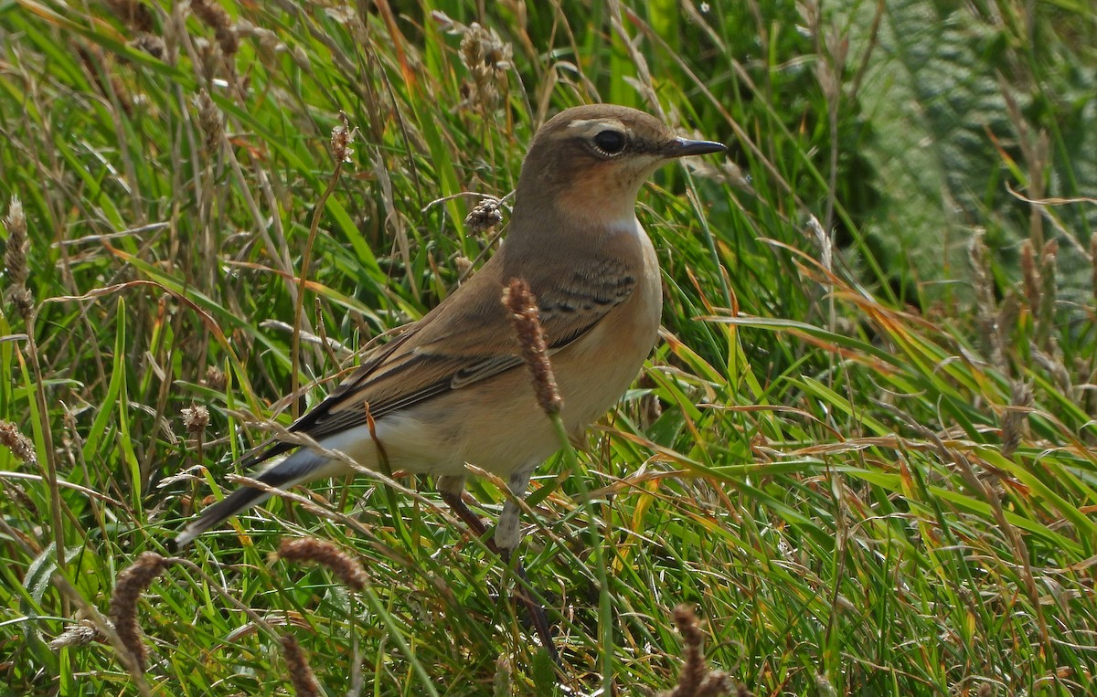 Northern Wheatear - ML607884021