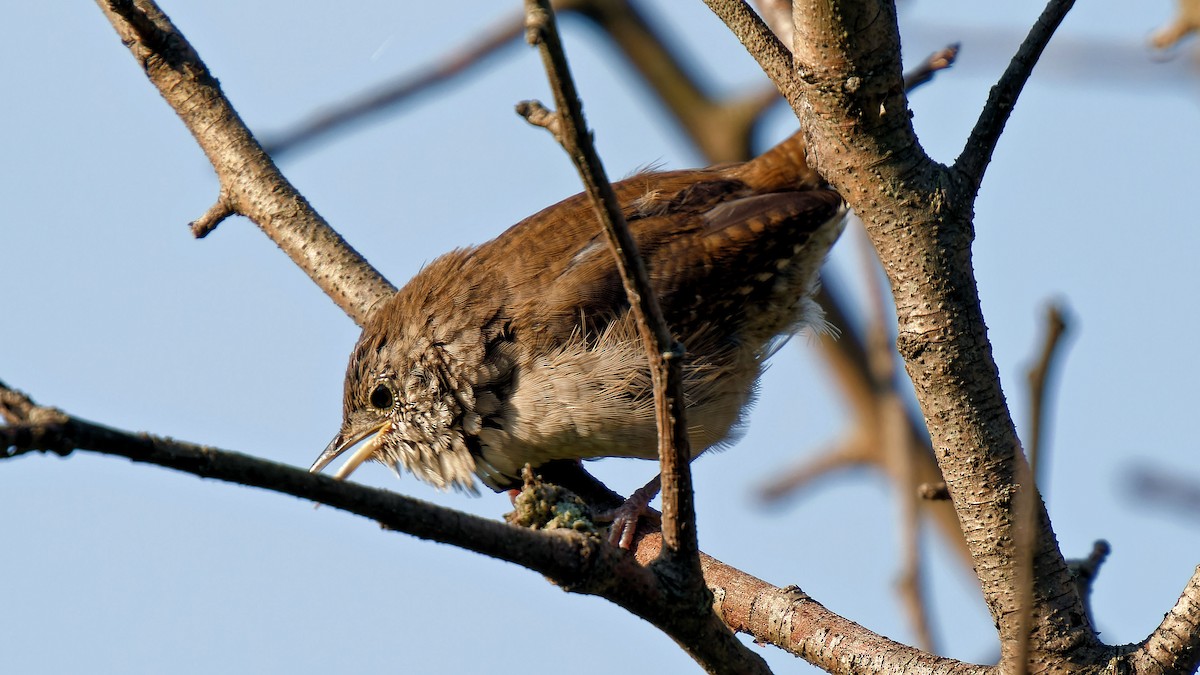 House Wren - ML607884251