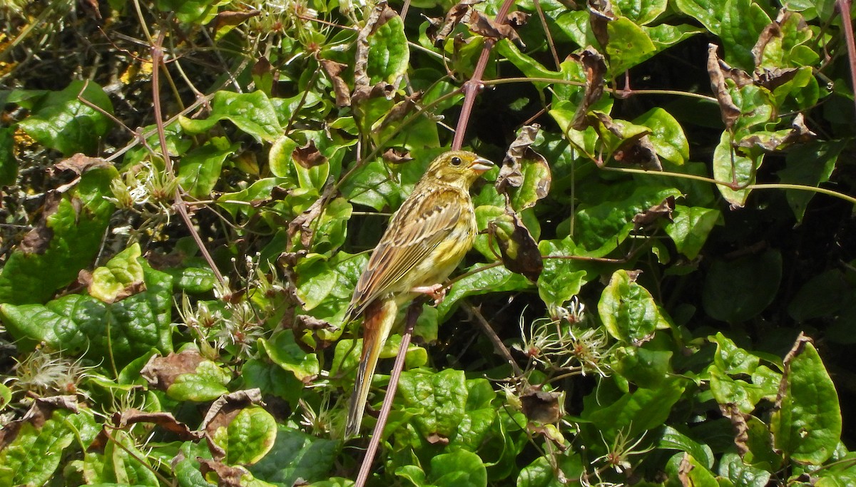 Yellowhammer - ML607884261