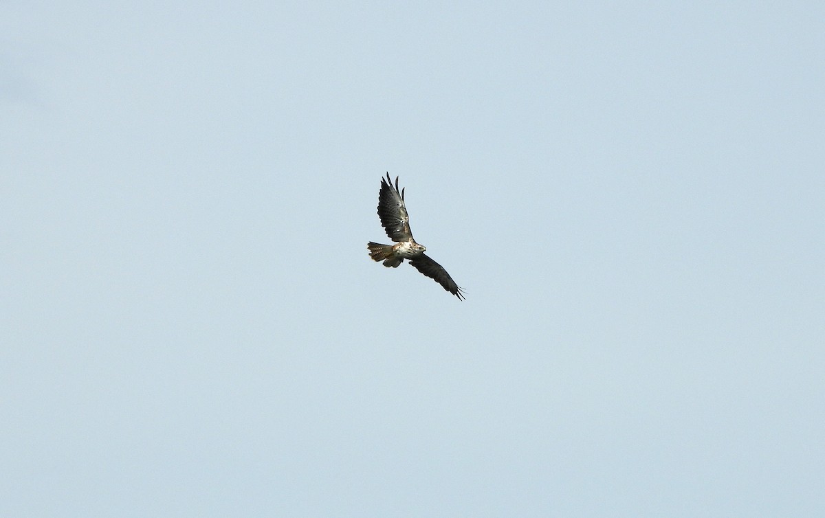 Common Buzzard - ML607884381