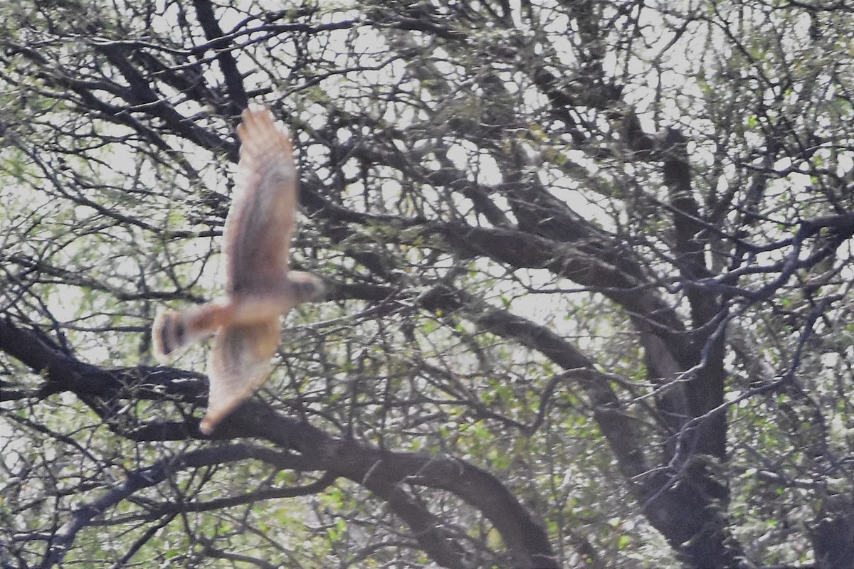 Cinereous Harrier - Juan Bardier