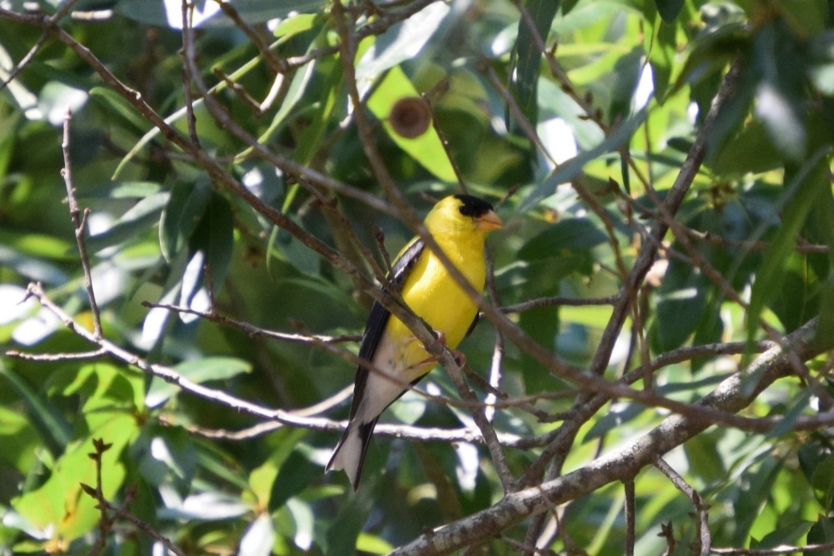 American Goldfinch - ML607885521