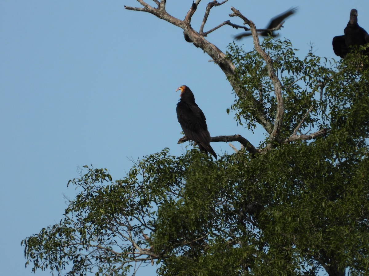 Lesser Yellow-headed Vulture - ML607886181