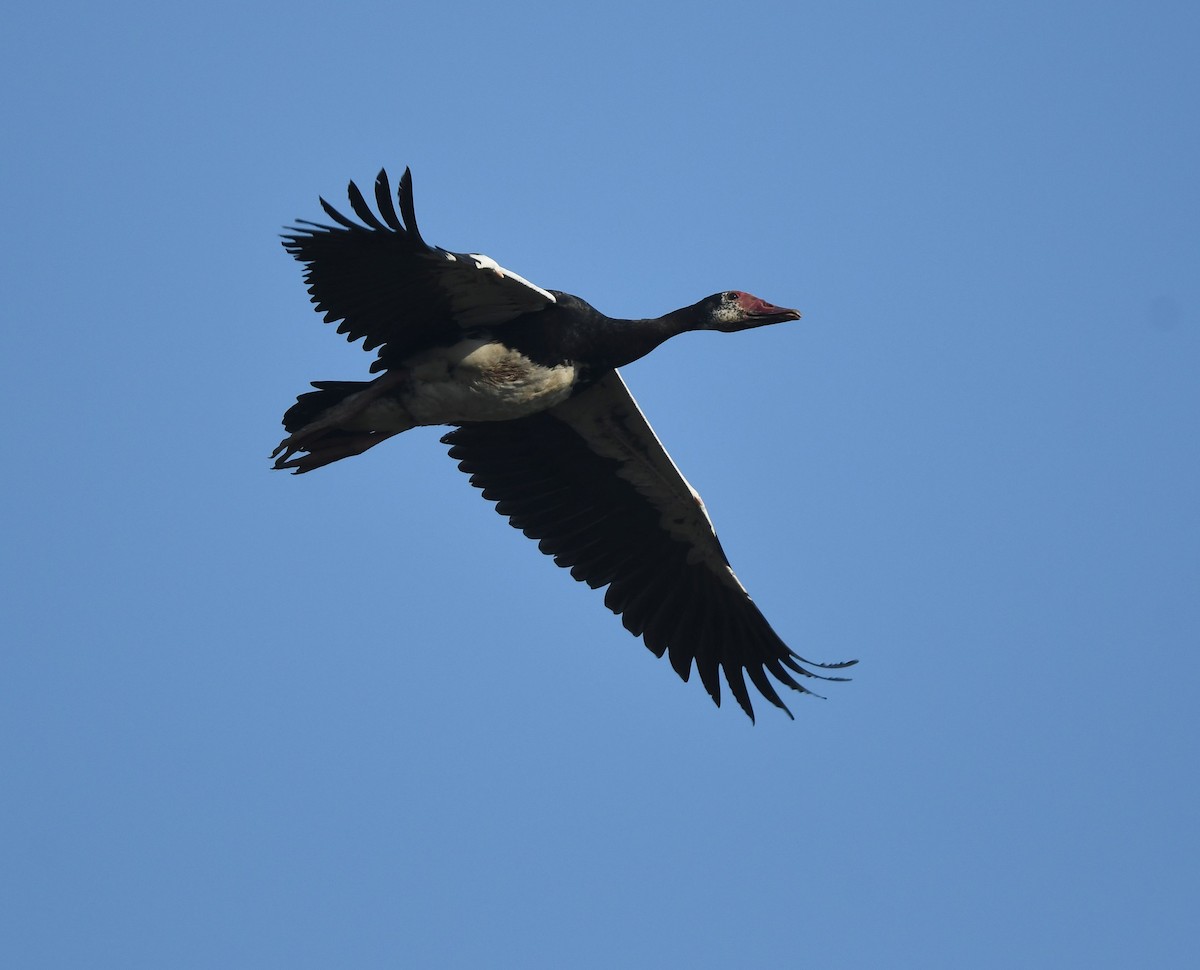 eBird Checklist - 27 Jul 2023 - Bugusera wetland -2.06485, 30.08711 ...