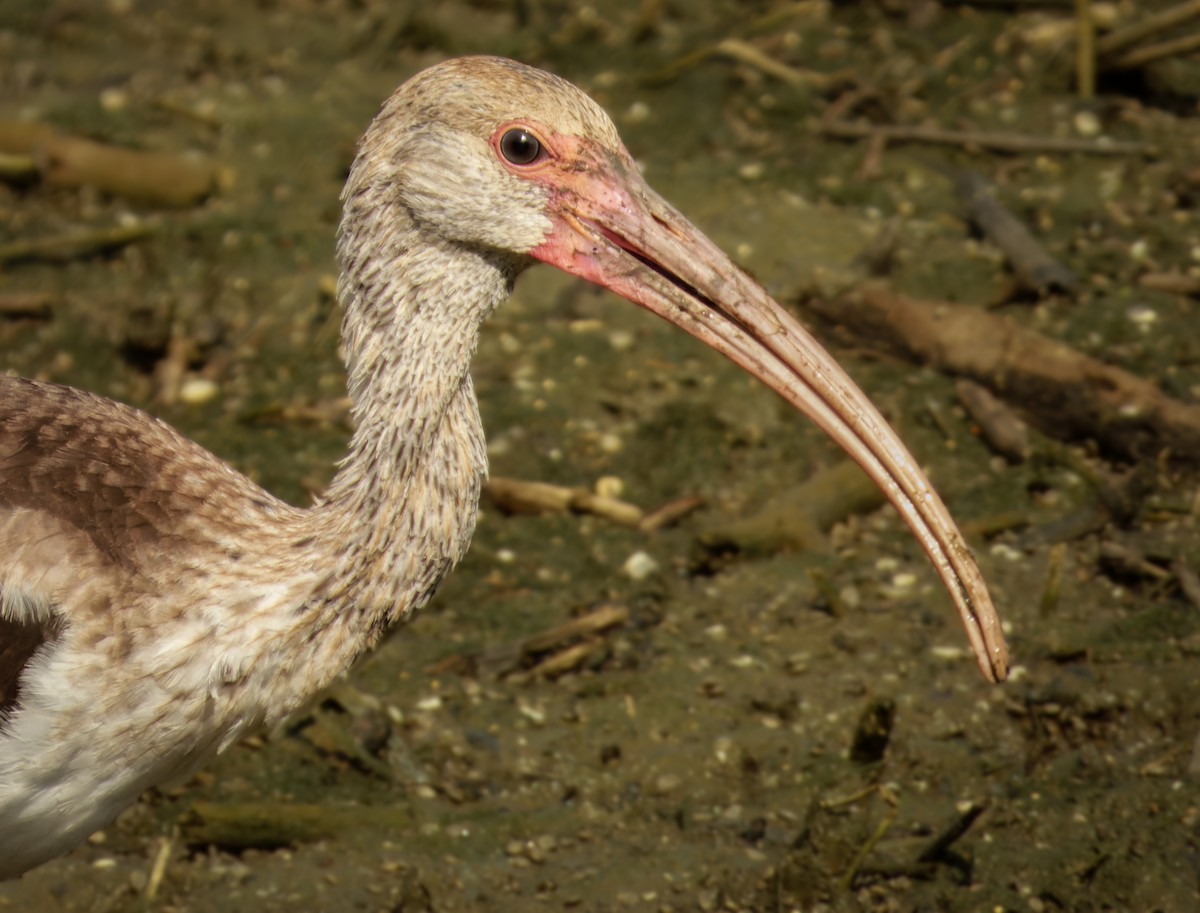 White Ibis - ML607886791