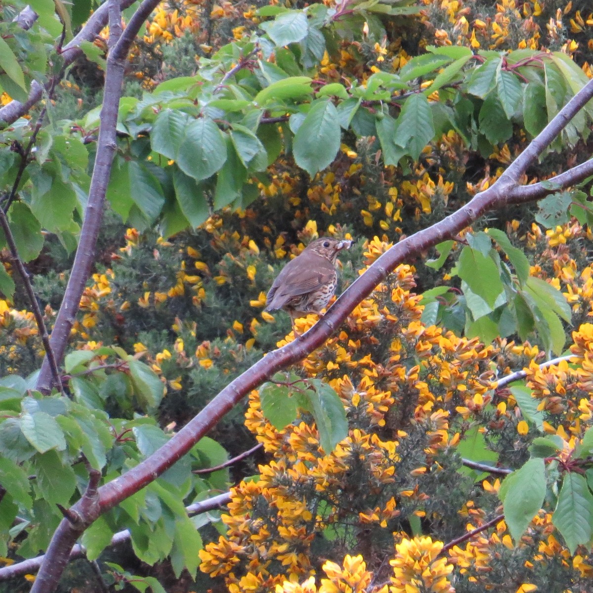 Song Thrush - Charlotte Morris